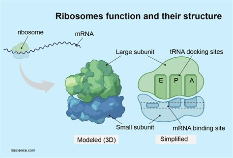 why ribosomes are called protein factory of cell